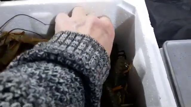 Купить крупных раков в Одинцово