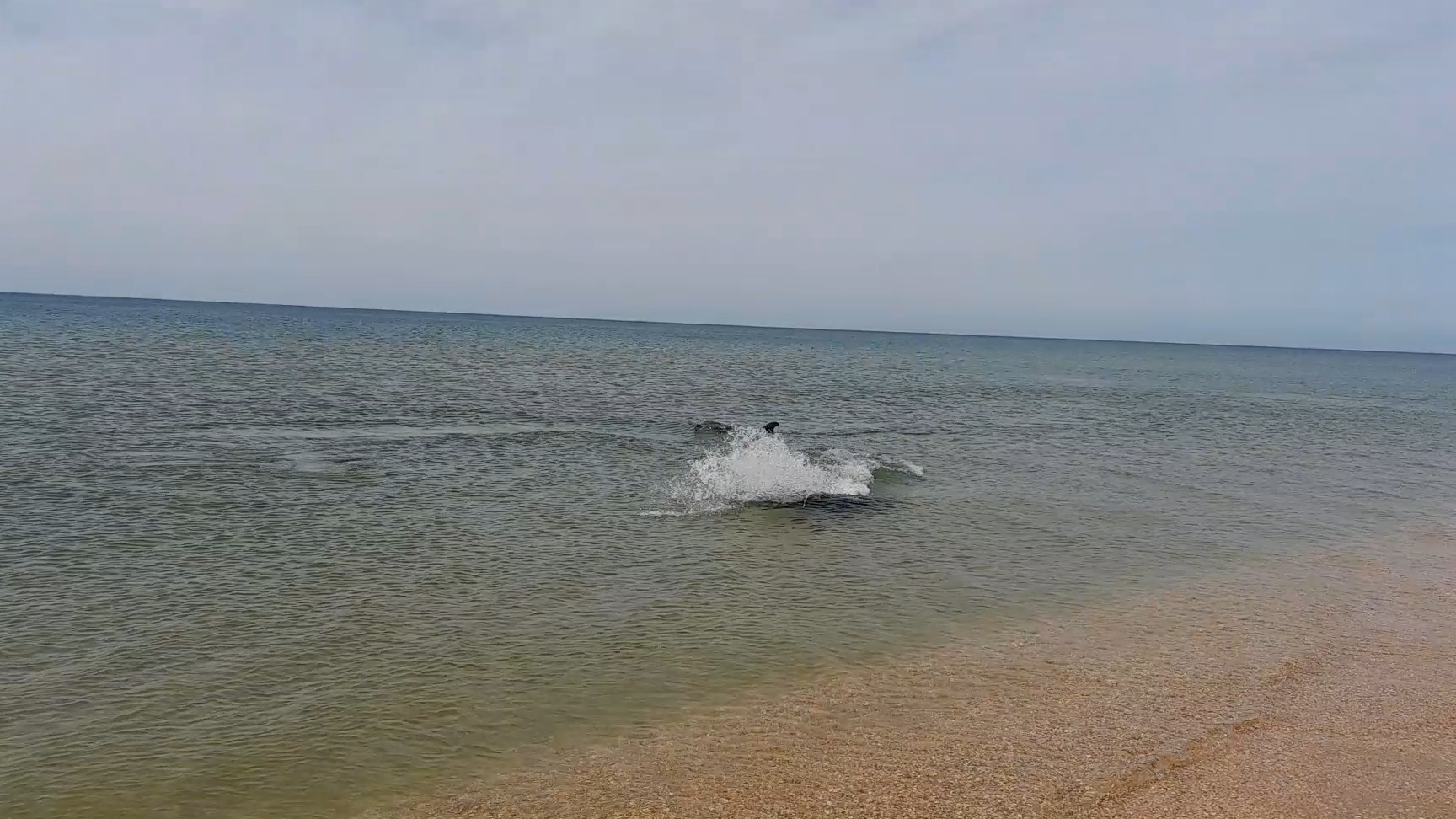 Дельфины 🐬🐬, Чёрное море, село Витязево, 1 мая 2025