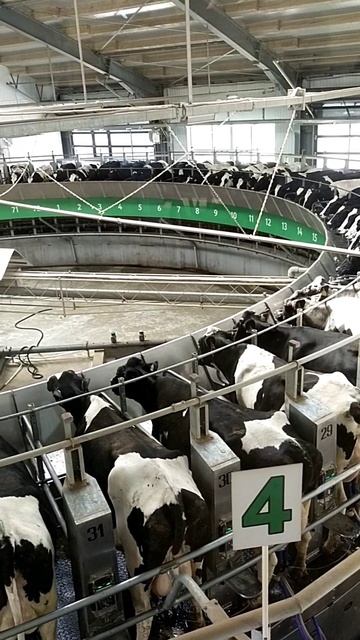 1000070917.mp4 Процесс доения коров на установке типа "Карусель".