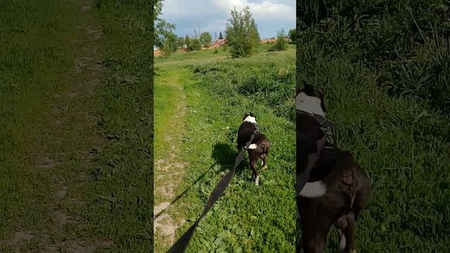 Оскар # Шереметьевский приют