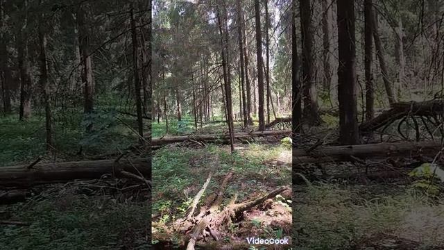 природа для релакса