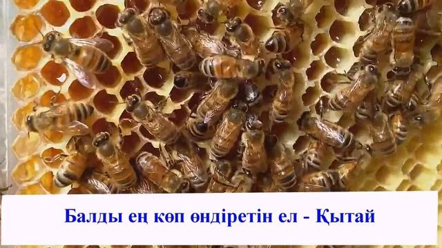 Бал туралы қызықты мәліметтер