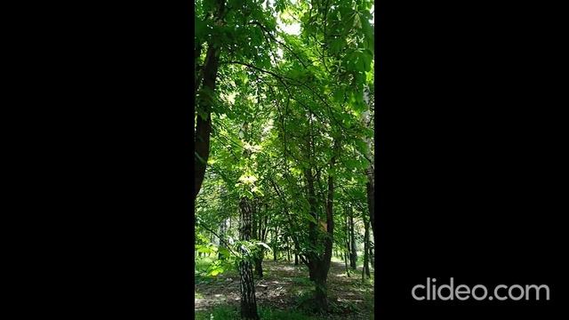 Парк Каштаны-на улице каштановой