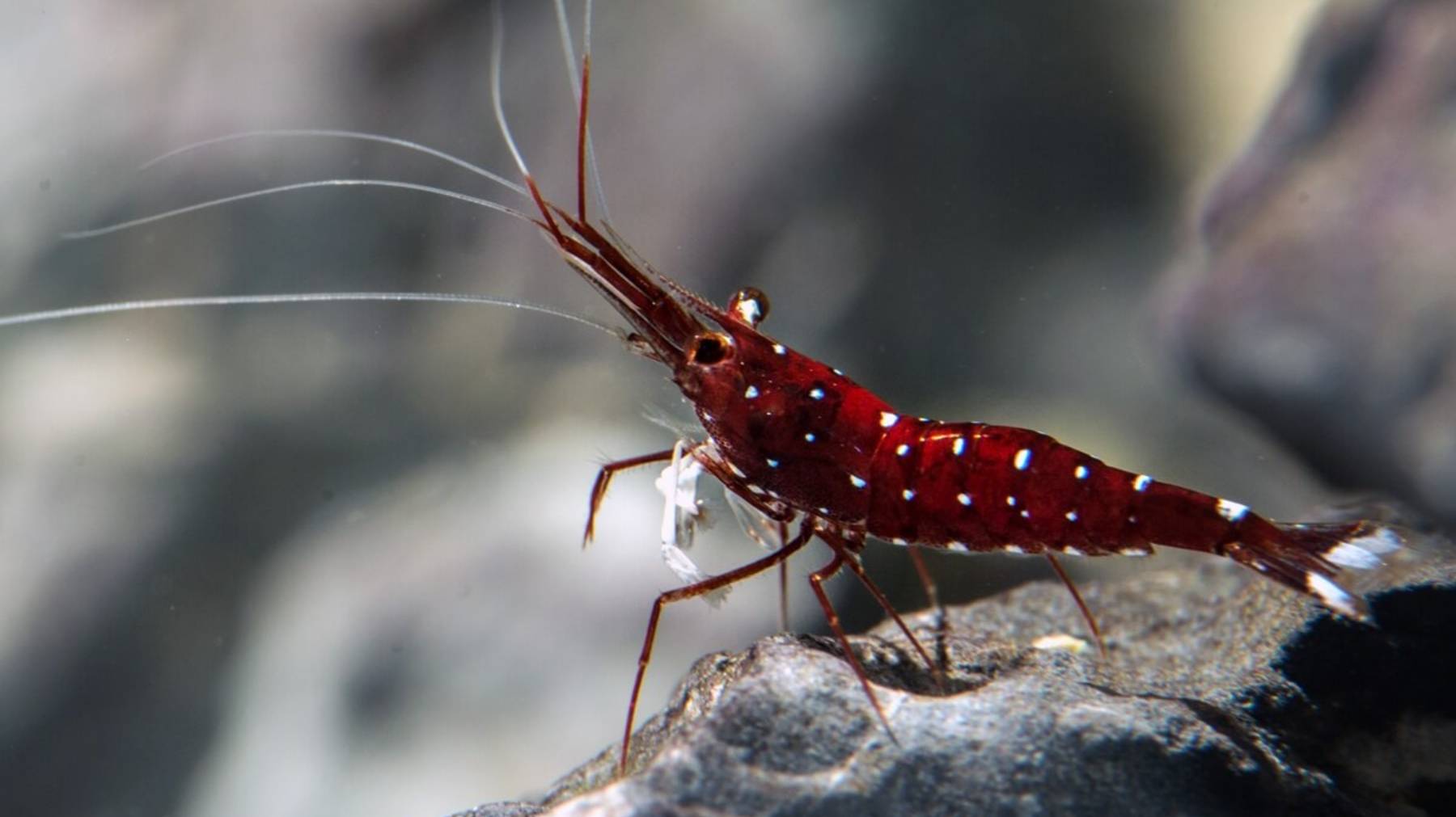 Kревeтка Кардинaл (Cardinal Shrimp) 4к