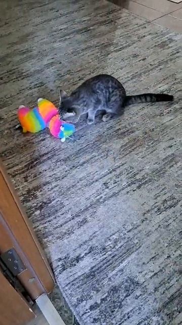 1000003099.mp4