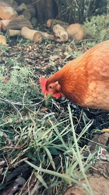 Любопытные курицы ищут червячков и поедают траву! 😜🤣👌 #курицы #курынедуры #куры #австралия