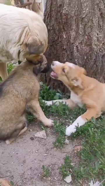 Две озорные девчонки ищут хозяев 🐕