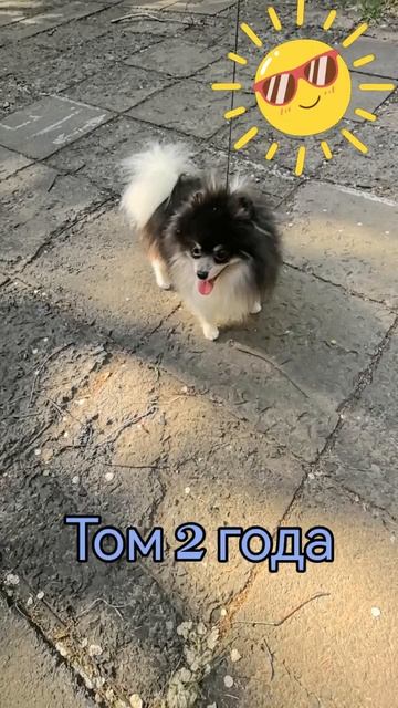 Шпиц