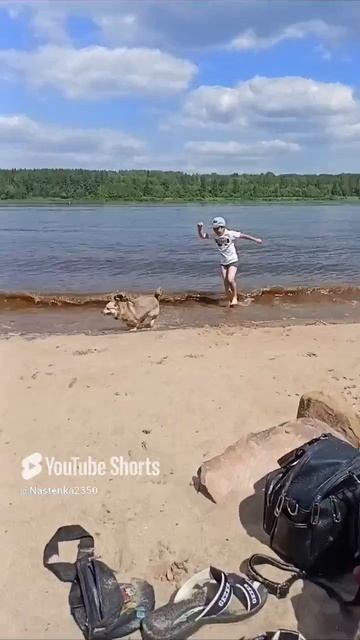 Собака друг человека