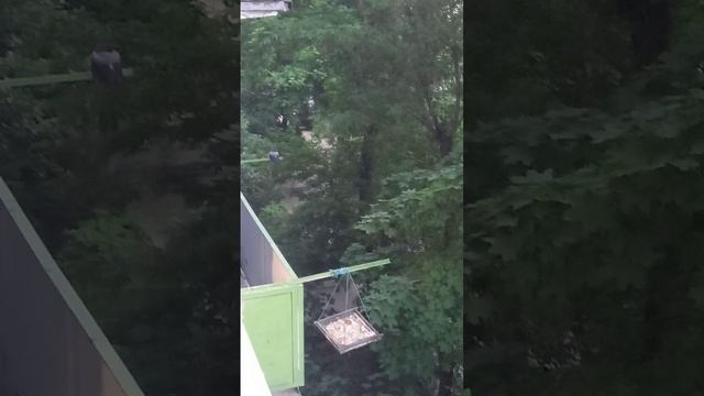 Они прилетели к нему!!!