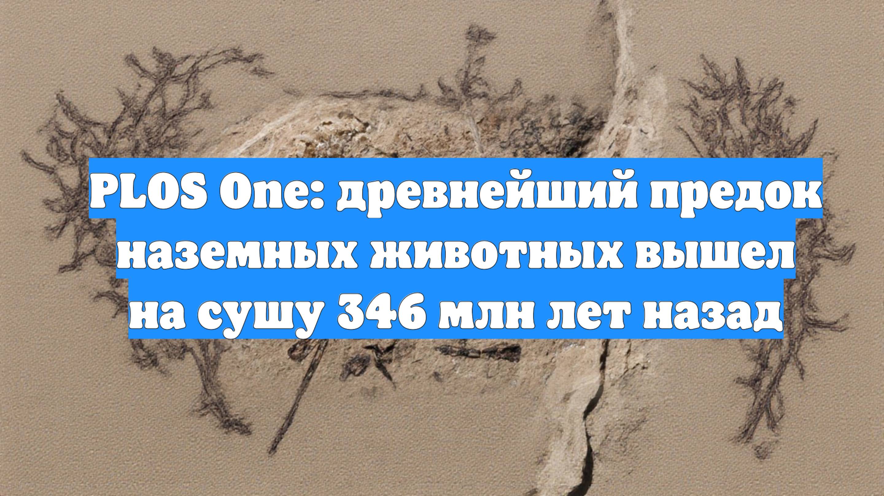 PLOS One: древнейший предок наземных животных вышел на сушу 346 млн лет назад