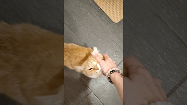Приходишь домой, а там...