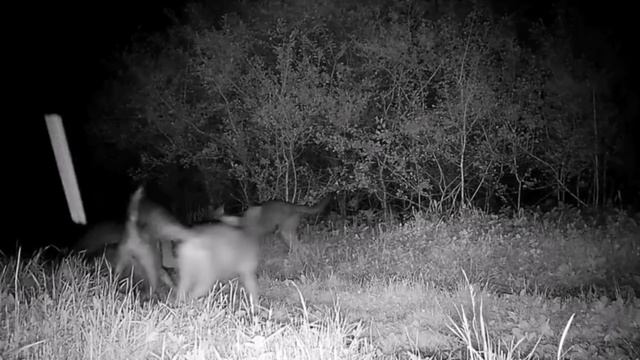 🐺🐺🐺🐺🐺