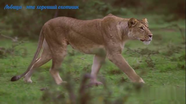 Львица-главное.