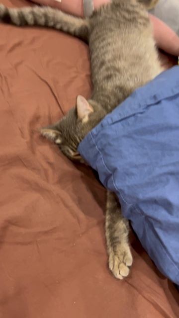 Котя 🐱