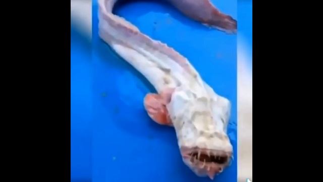 В водах Индонезии обнаружили агрессивную рыбу.