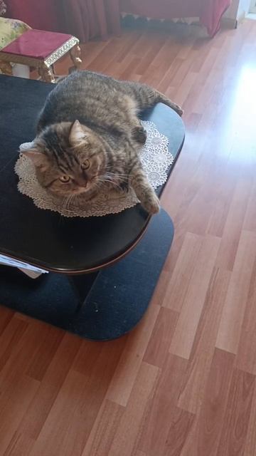 Котик эстет