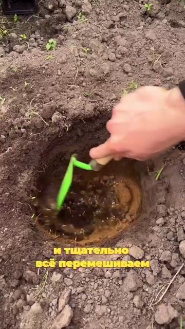 Сажаем перец только так