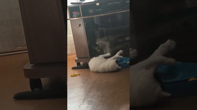 Котик бегемотик