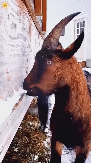 Funny goats 🐐 #youtube #funny #goat #animals