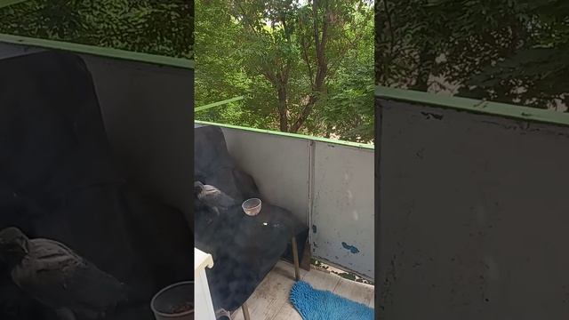 Они напали на меня  ,,Защищают вороненка!!!!!!