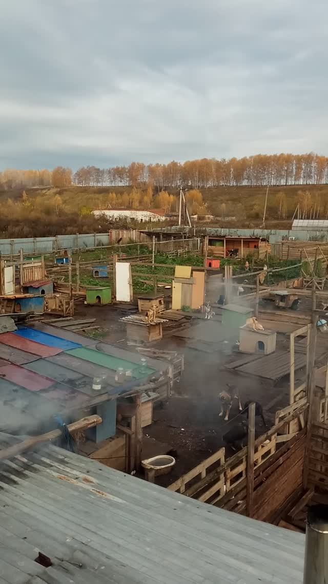 приют с крыши 2017.10.18