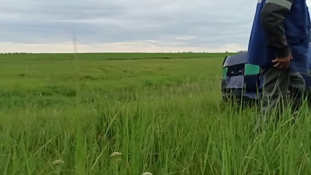 Дрова, трава и ягода - вот такой вот винегрет