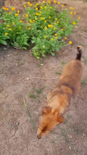 Зелёный лук и редиска. Дачные дела#рецепт #дача #зелень