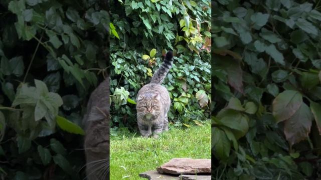 Милые котики. "Мой сад", - сказал Барсик