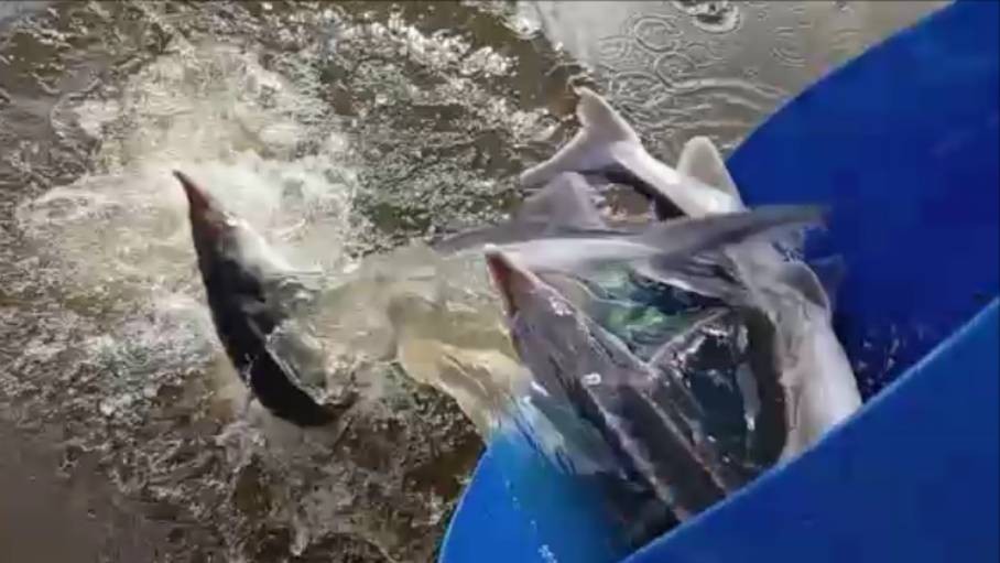 Запуск 100 кг. осетра в нижний водоём. Клёвое место Лосиный остров..