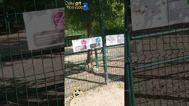 зоопарк3