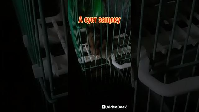 #хочуврек# хомякфилософ#разговор