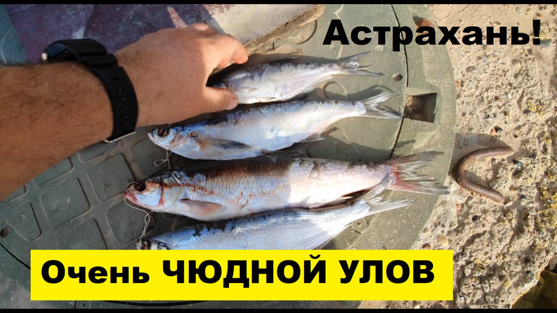 🔥Очень ЧУДНОЙ УЛОВ на ВОЛГЕ🔥 ...Астрахань-Апрель-2025 !!!