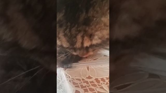 Мой котик Кузьмяша