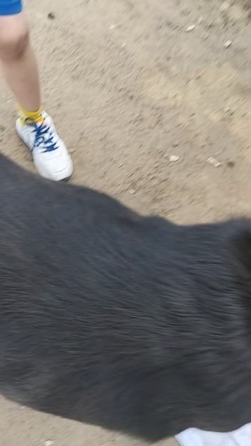 собака