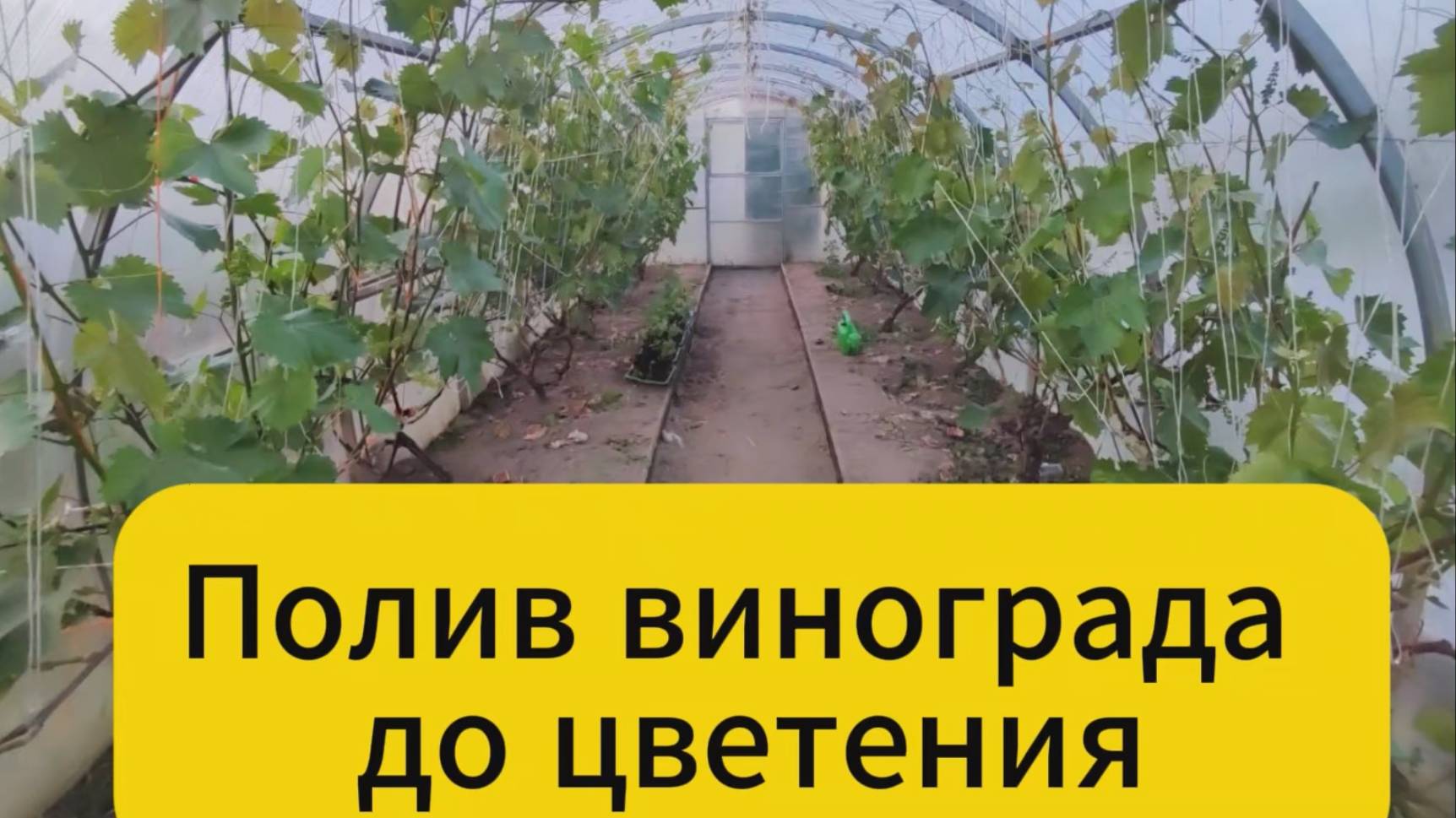 Полив винограда до цветения