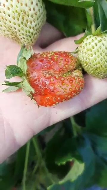 Почему ягода клубники такая уродливая