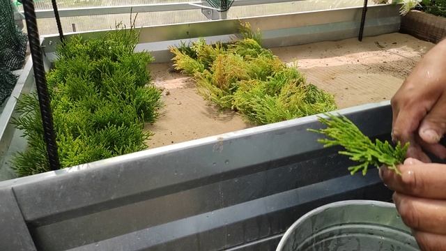 Черенкование хвойных в песке.