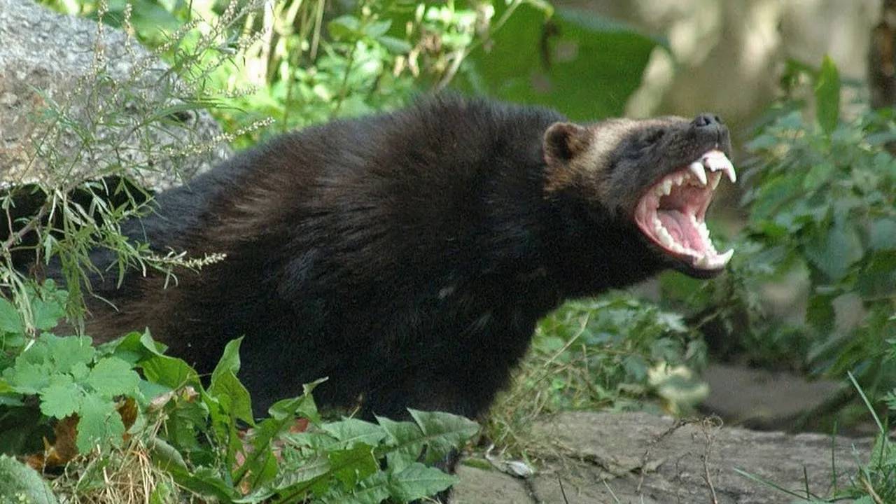 Оружие диких животных! Вооружены и опасны