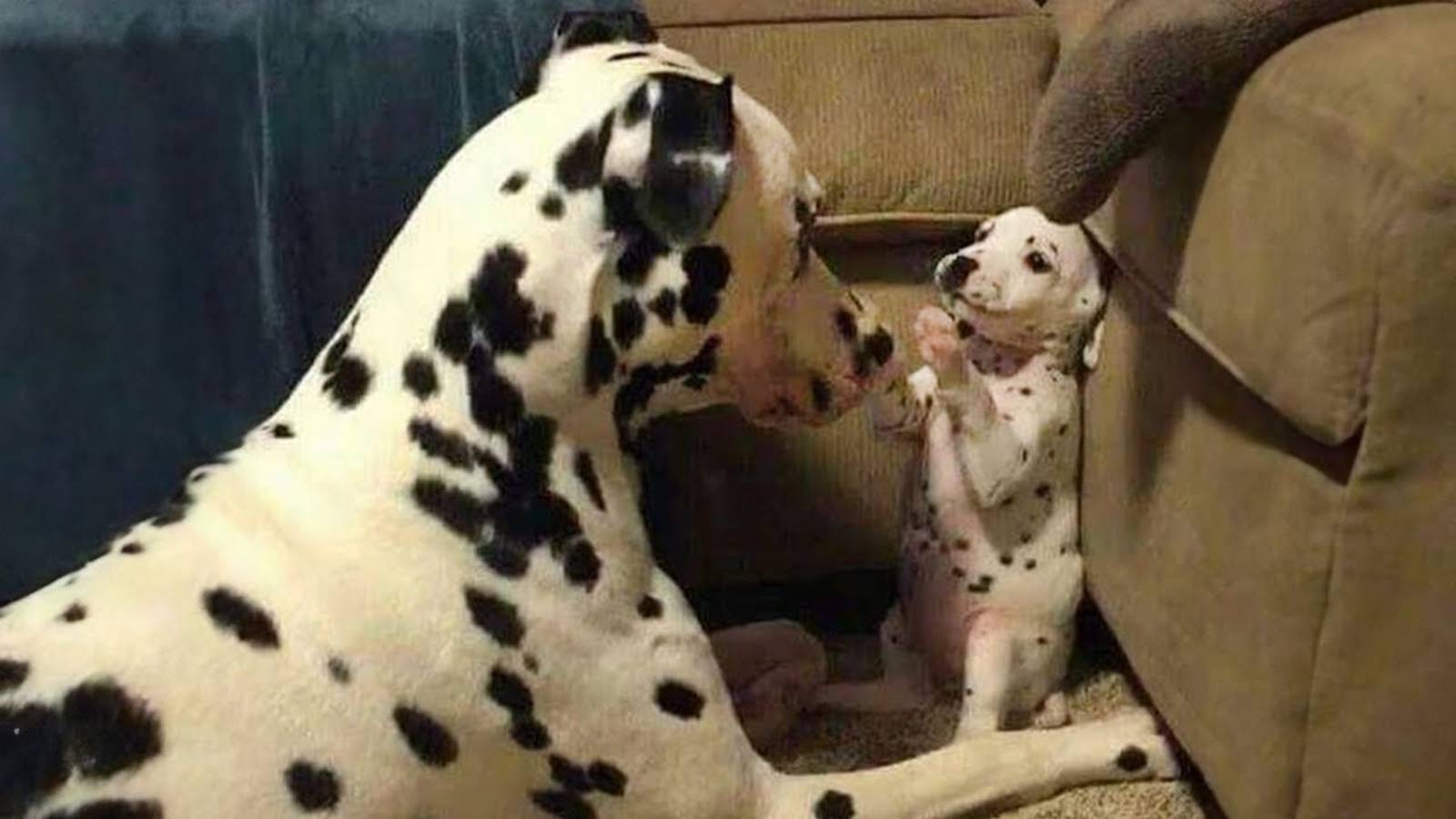 Смешные видео с собаками и кошками 2025 🐶🐱 - Попробуй не засмеяться