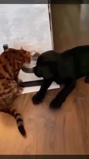 Страшнее кошки зверя нет