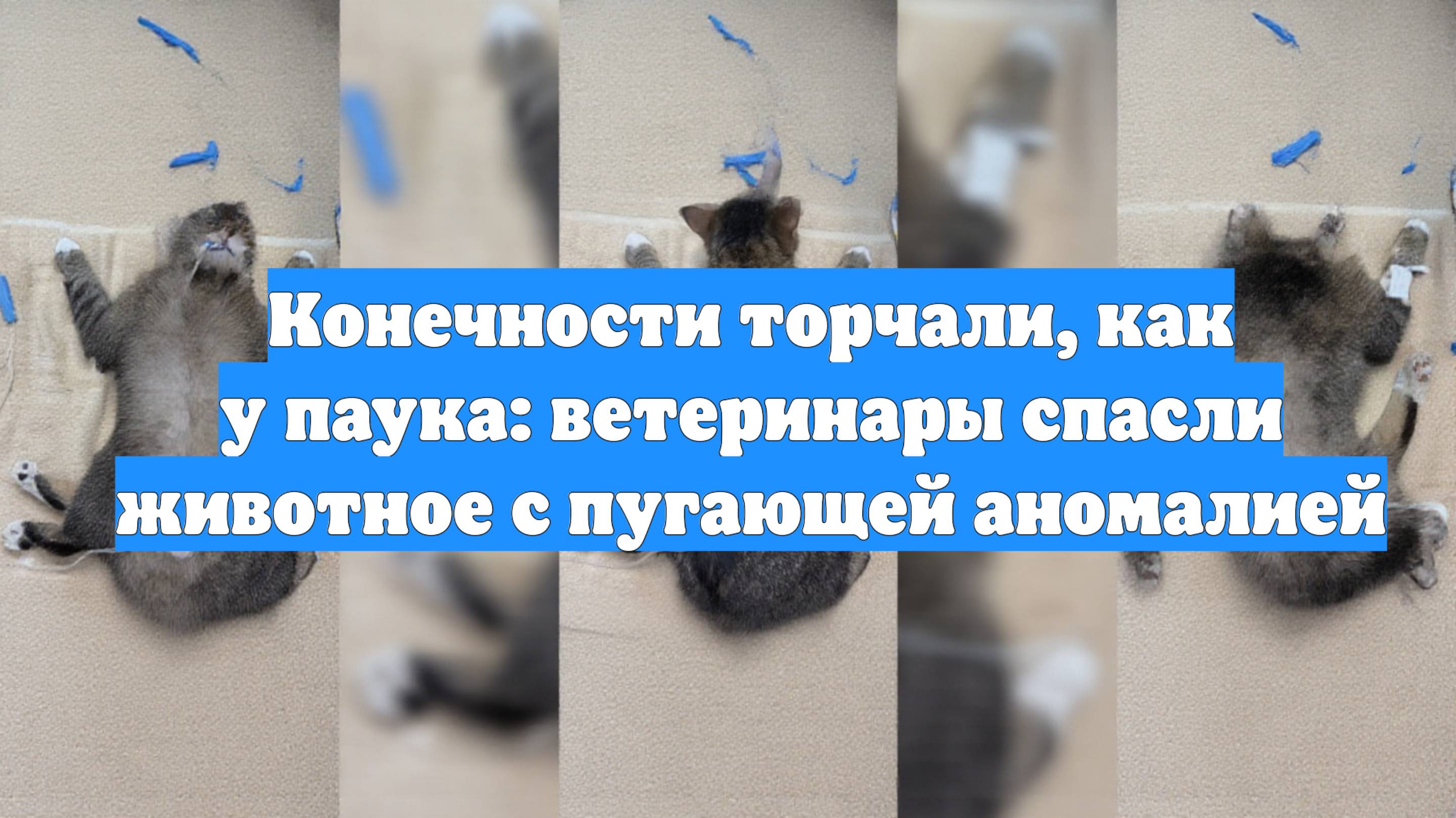 Конечности торчали, как у паука: ветеринары спасли животное с пугающей аномалией