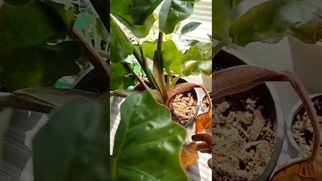 Как я сглазила свою алоказию
