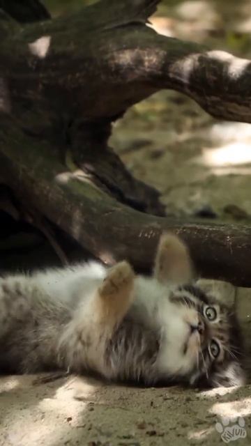 Малыш манул в естественных условиях 🐈🤩🥰