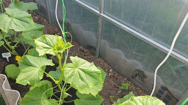 Утро прекрасного дня..поход в теплицу.Обрезка пасанков у помодор..