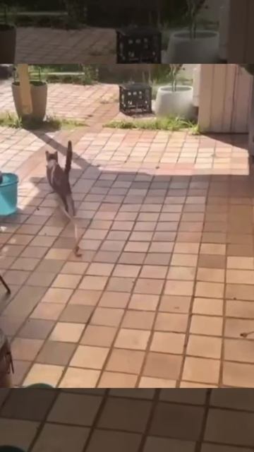 Змея на спине кота