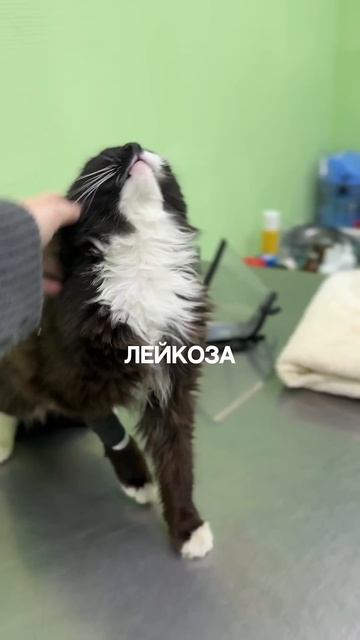 Кот жил на балконе. Помочь можно по ссылке в шапке профиля (varezhkabf.ru)