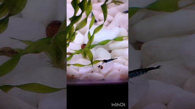 #алиса_и_креветки