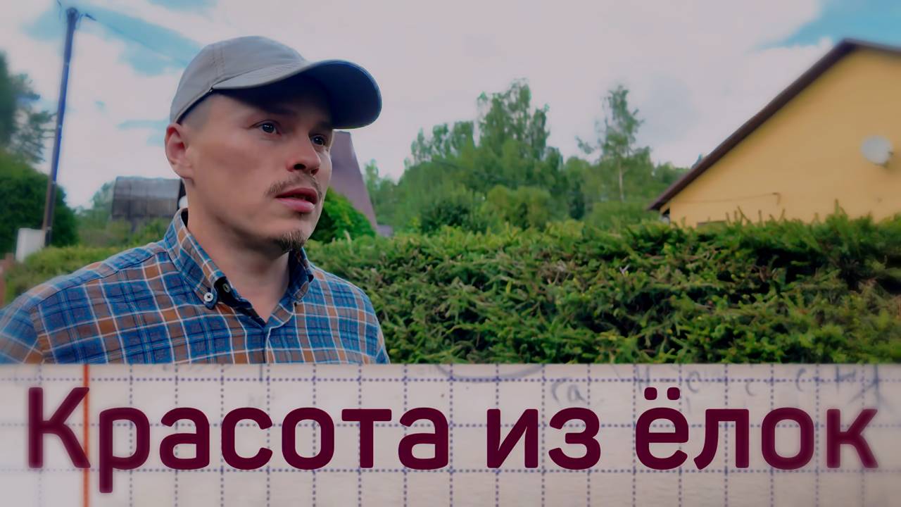 Живая изгородь из обычных ёлок