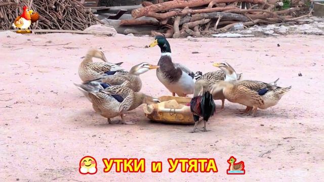 Утки с Утятами гармония во дворе 🦆🤗❣️(35)